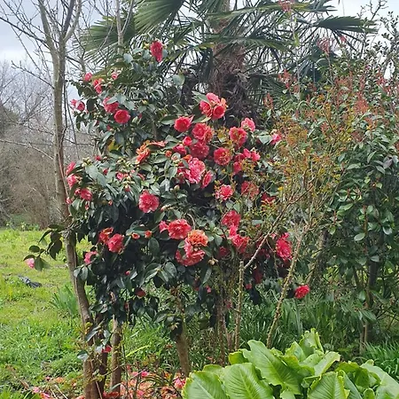 Retiro Da Perreira Com Churrasqueira ヴィーラ・ノーヴァ・デ・パイヴァ